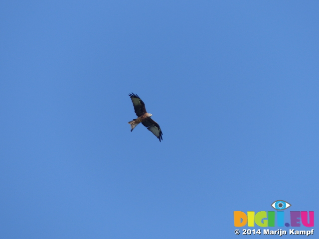 FZ008865 Red Kite (Milvus milvus)